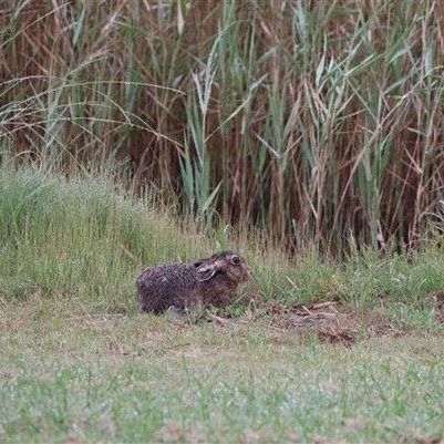 Aerodrome Wildlife Challenges