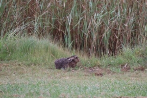 Aerodrome Wildlife Challenges